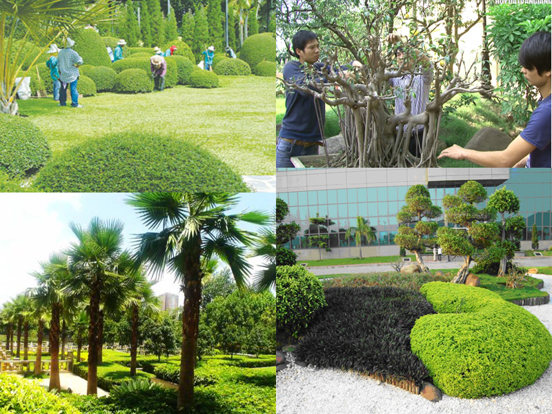Arboriculture workers supplied by Vietnam Manpower Service and Trading JSC