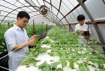 Vietnam Agriculture enginner in the greenhouse
