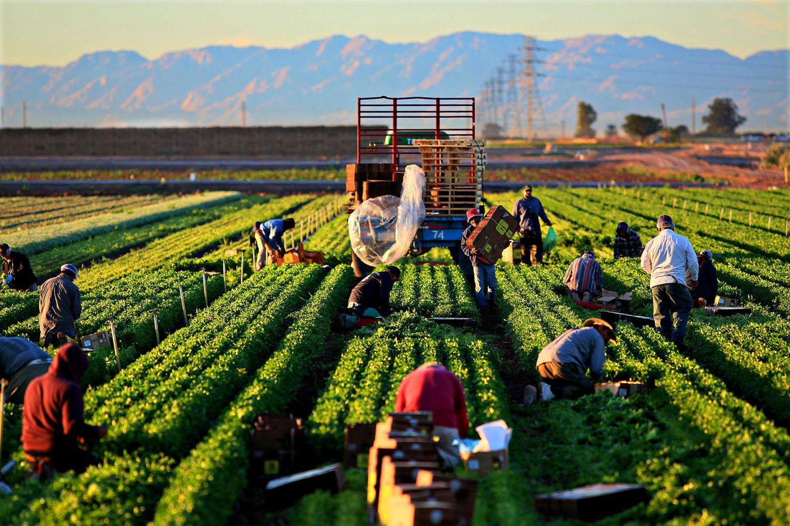 Farm Workers From Vietnam Manpower