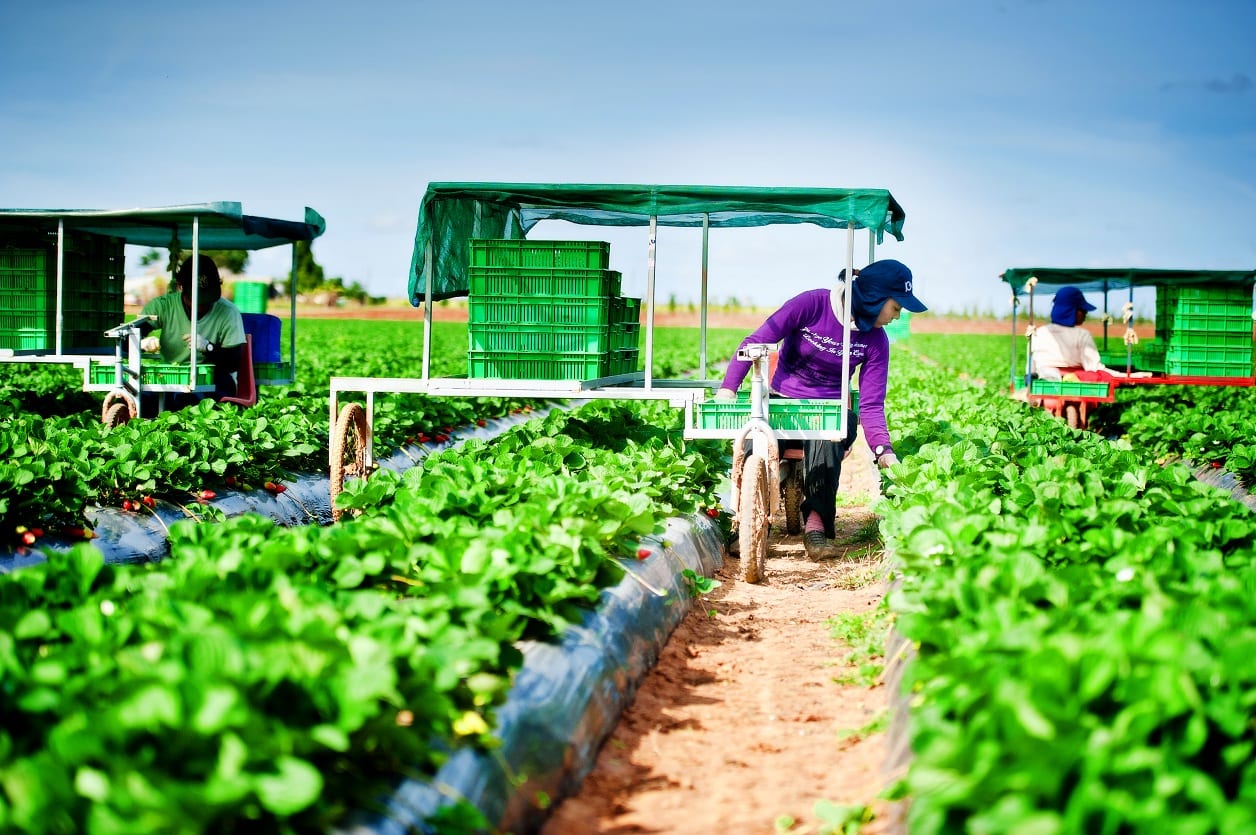 Vietnam joins the Australian Agriculture Visa Program with the number of about 1,000 workers per year
