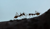 What ants can teach us about self-organization