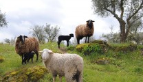 2 Ways You Can Turn Your Team From Sheep Into Leaders