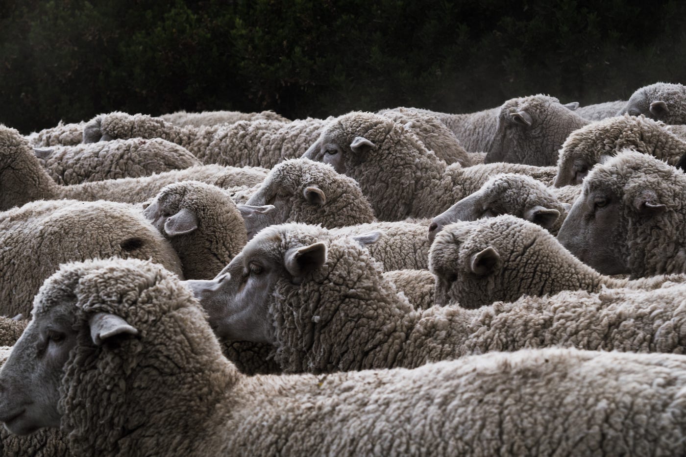 2 Ways You Can Turn Your Team From Sheep Into Leaders