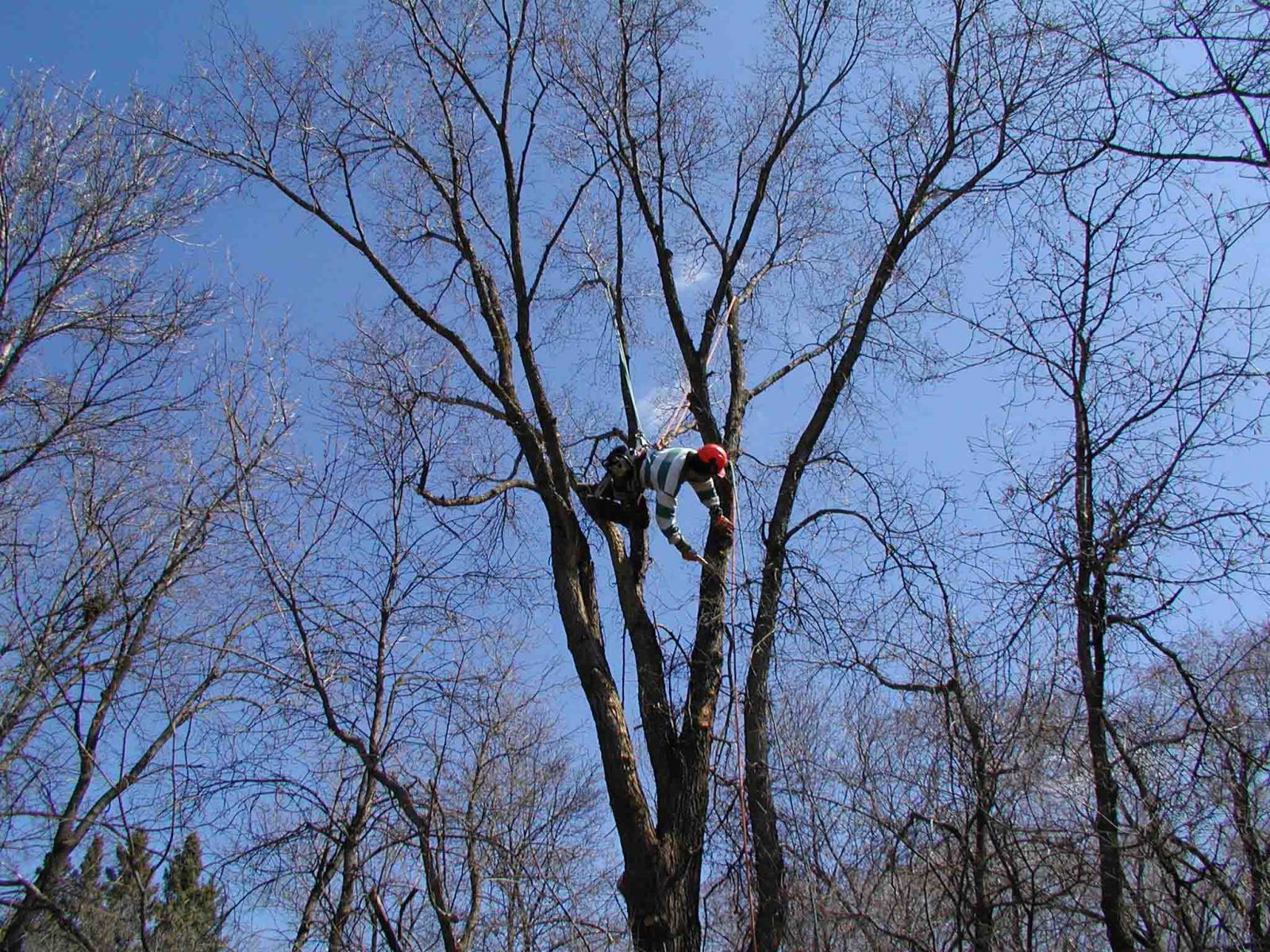 arboriculture workers from Vietnam