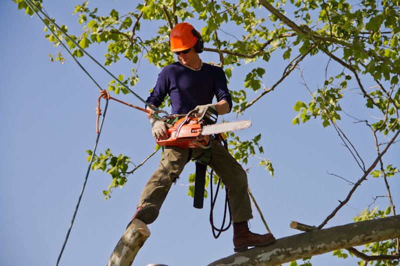 Arboriculture worker