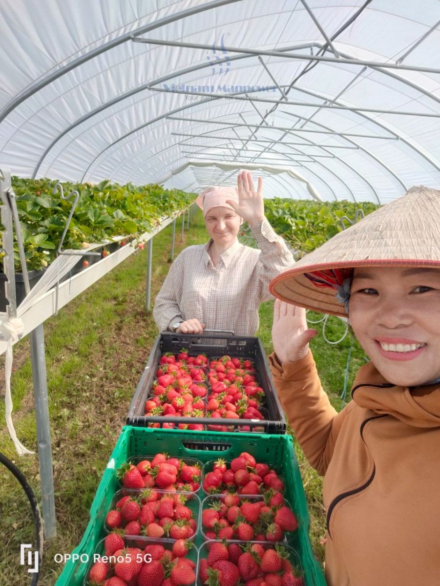 Vietnam Manpower provides seasonal agricultural workers to work in Austria.