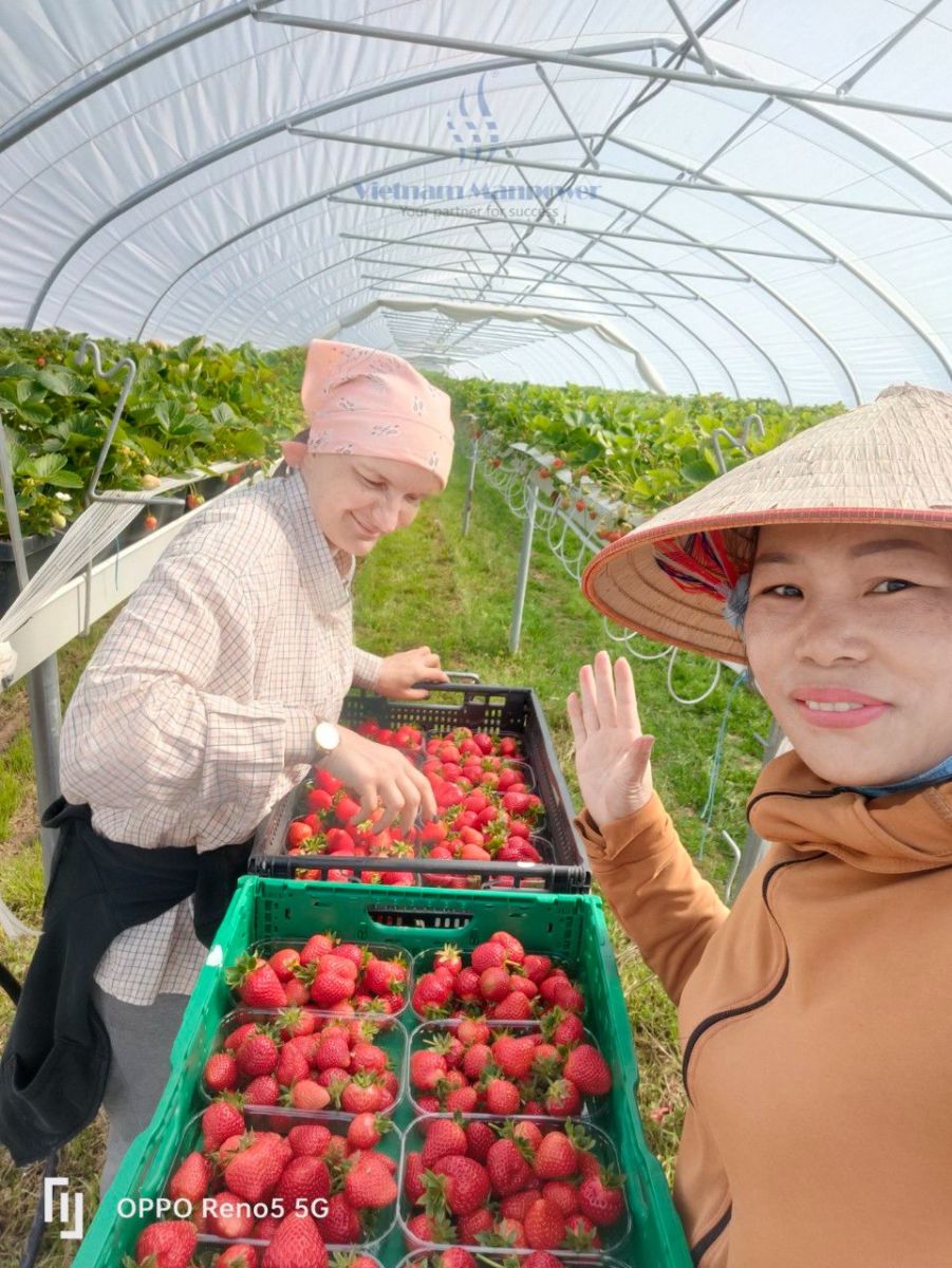 Vietnam Manpower provides seasonal agricultural workers to work in Austria.